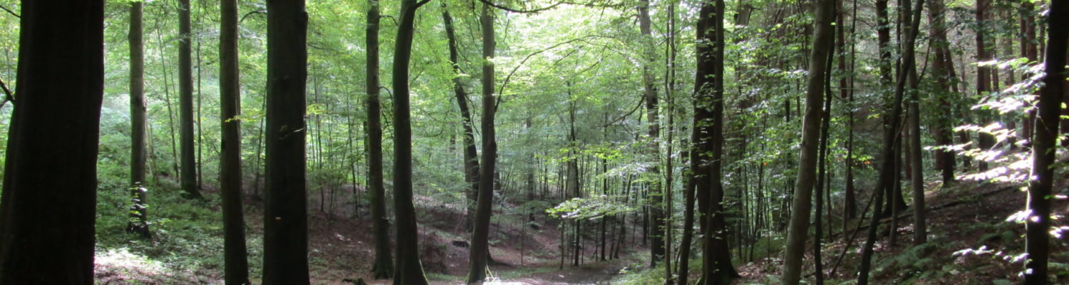 Randonnée à la découverte du métier de forestier