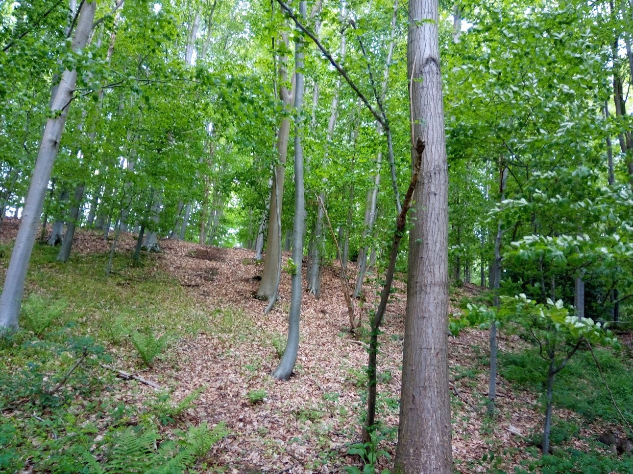 Randonnée "Reconnaissance des espèces forestières"