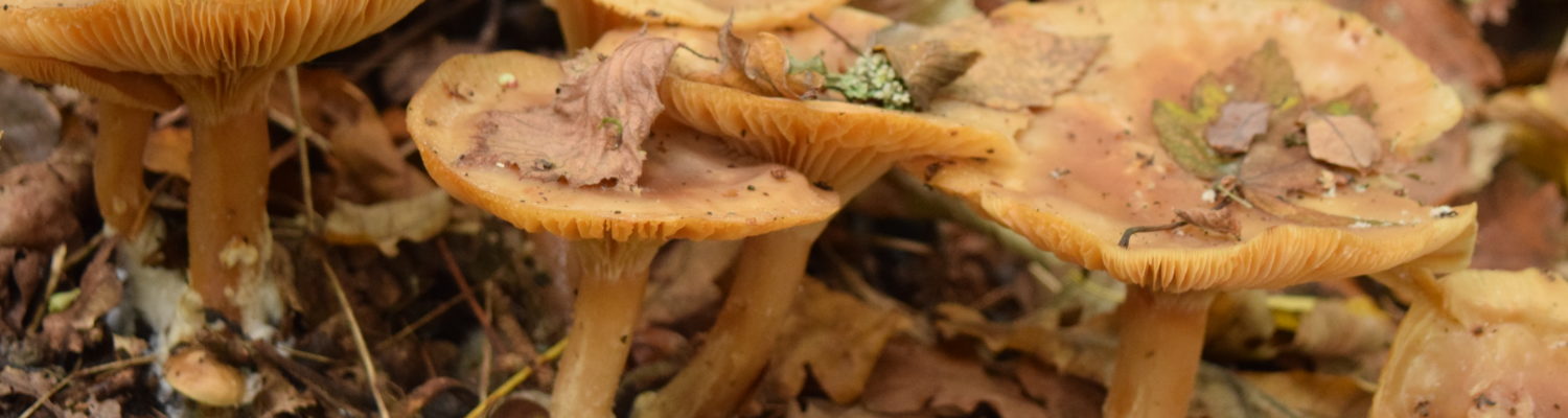 Sortie champignons