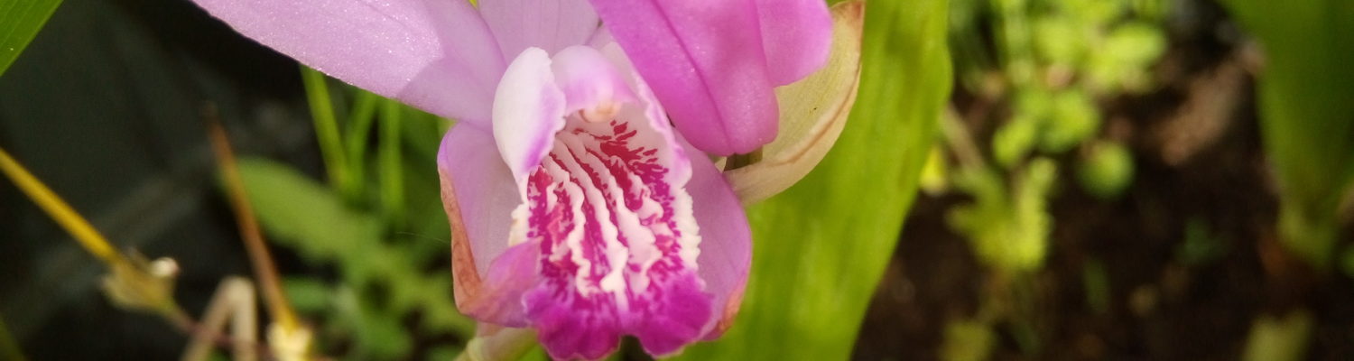 Découvrons les orchidées de notre région