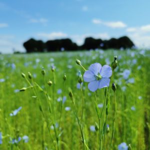 RANDO’LIN À ÉCALLES ALIX