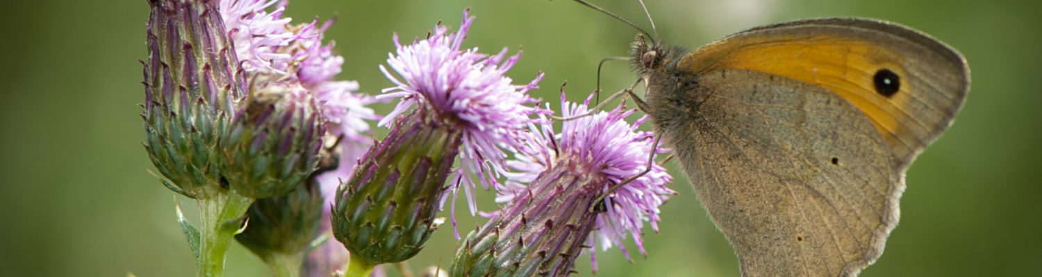 Vole vole, papillon !