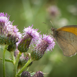 Vole vole, papillon !