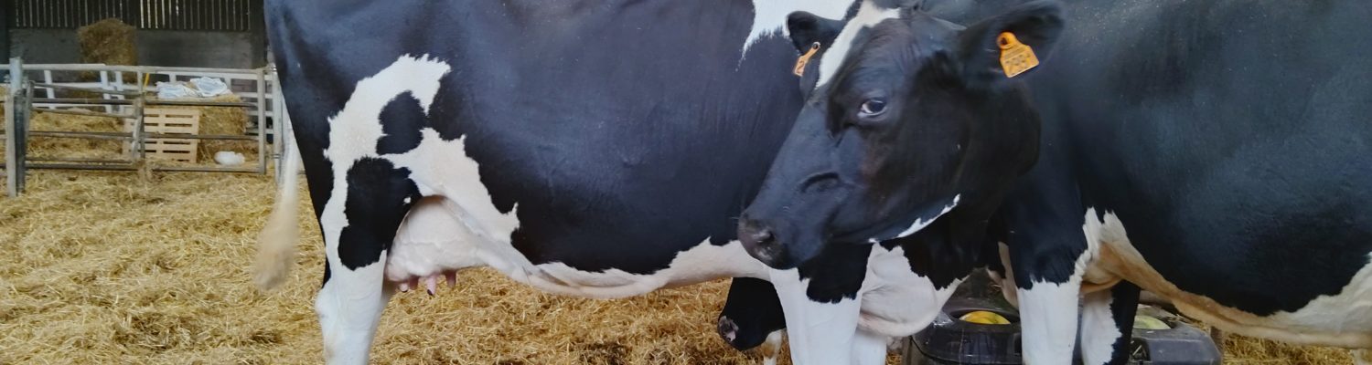 Dans la ferme de Côme : la traite au robot